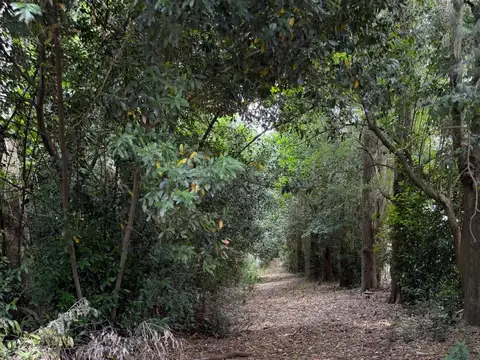Oportunidad única: Quinta de 2,8 hectáreas en San Carlos, ideal para desarrollos