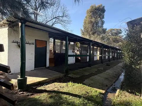 Casuarinas 1