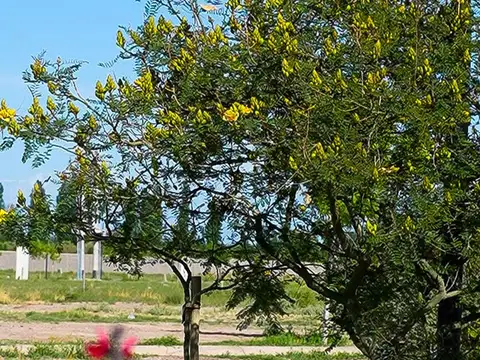 Terreno en Venta de 466,0 m2