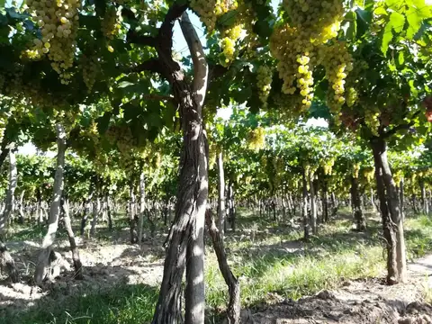 VENTA MAGNIFICA FINCA 8HAS BARRANCAS MAIPU