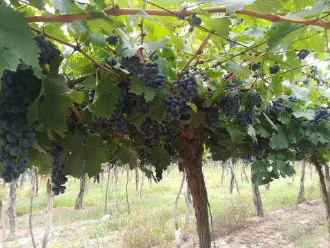 VENTA MAGNIFICA FINCA 8HAS BARRANCAS MAIPU