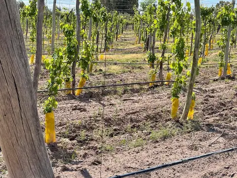 Venta de finca. Costa de Araujo. Lavalle.