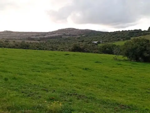 Corte de la leña