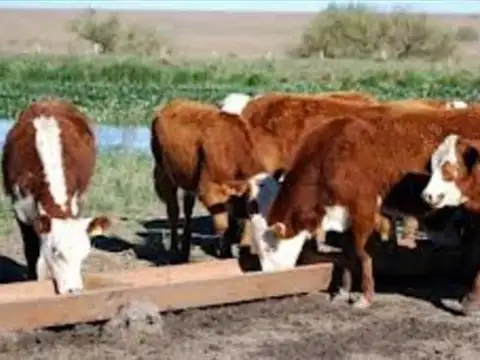 230Has BRANDSEN UNICAS  