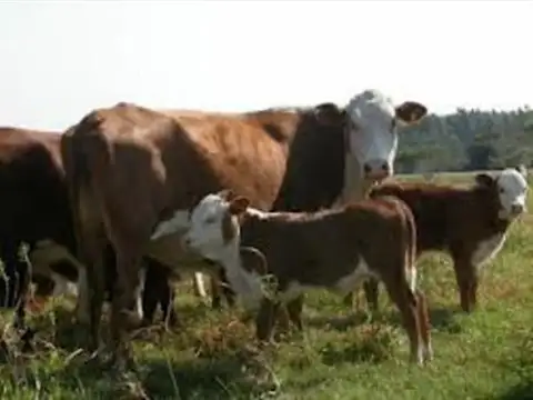 Campo en Venta Ganadero