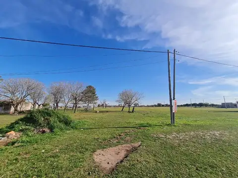 las margaritas 300