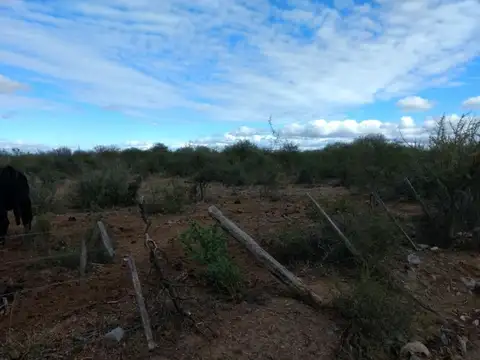 Campo en Venta Ganadero