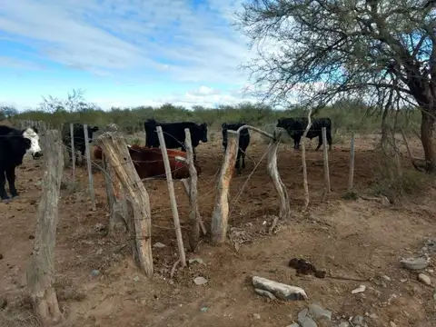 Campo en Venta Ganadero