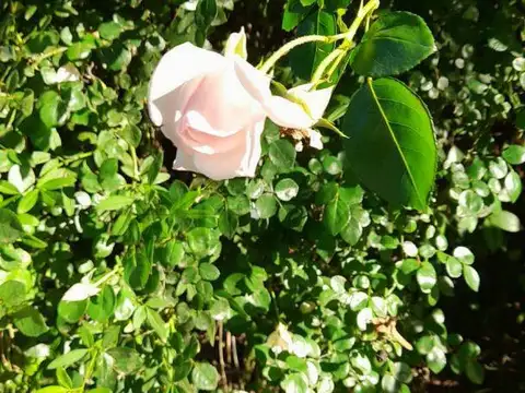 Av. Juan José Paso e/ Antártida Argentina y Jansen 100, Piso 0