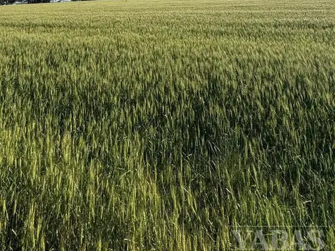 VENTA - HARAS  - 87.31 HECTAREAS - ARRECIFES