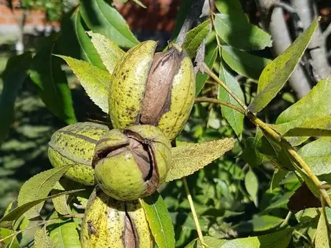 CAMPO 2,04HA-PECÁN EN PRODUCCIÓN-ZELAYA