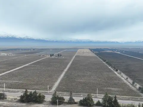 Finca de 25,7 ha con Viñedo Cabernet Sauvignon en Gualtallary – Ruta 89