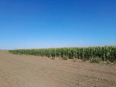 Campo Agrícola 786 Hectáreas