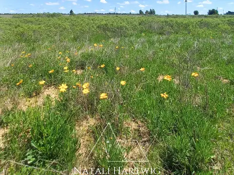 50 HAS PARA PLANTACIÓN Citrus