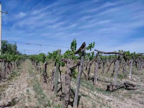 Carril Chimbas km 33