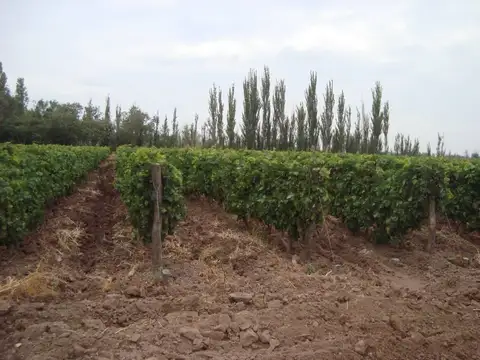 El Cejo
