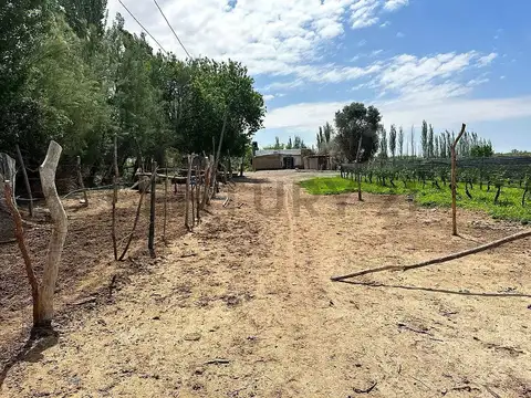 FINCA EN VENTA - PRODUCTIVA CON CULTIVO DE VID - LAVALLE