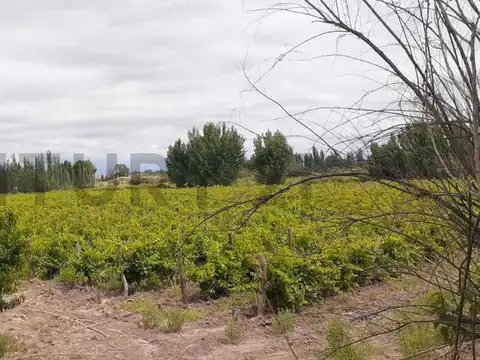 FINCA PRODUCTIVA EN VENTA - 12 HAS - LAVALLE