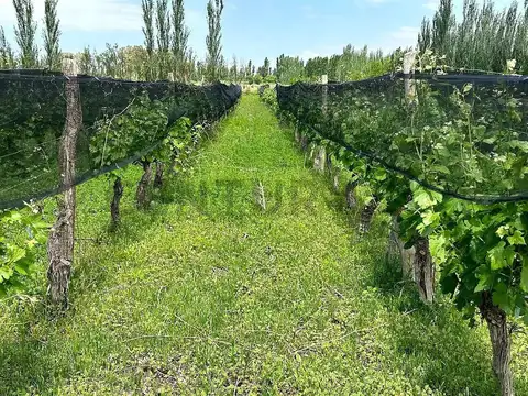 FINCA PRODUCTIVA EN VENTA - 12 HAS - LAVALLE
