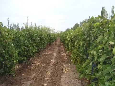 El Cejo