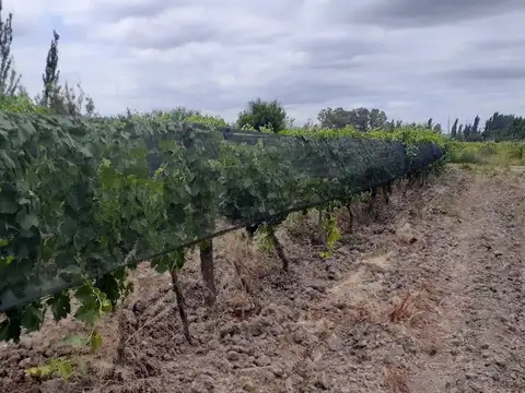 FINCA EN VENTA - PRODUCTIVA CON CULTIVO DE VID - LAVALLE