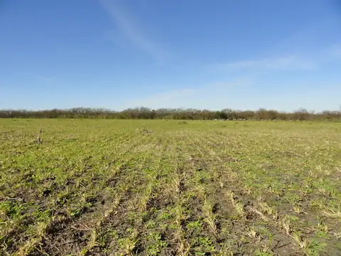 Campo en Alquiler Mixto
