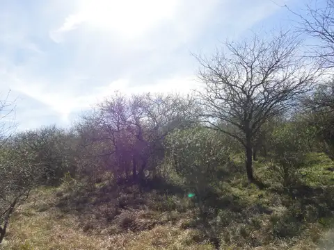 Campo en Alquiler de 2.000  ha