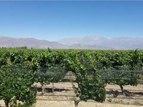 MAGNIFICA FINCA EN VENTA EN ALTAMIRA VALLE DE UCO