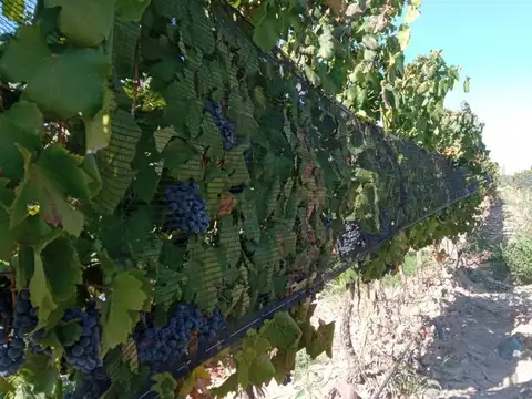 Venta Finca Orgánica Premium 60 ha. Maipú Mendoza