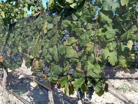 Venta Finca Orgánica Premium 60 ha. Maipú Mendoza