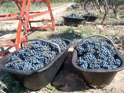 Venta Finca Orgánica Premium 60 ha. Maipú Mendoza