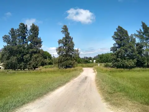 CIERVO DE LA PAMPAS Y DE LAS G 600