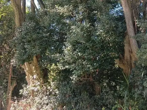 Arias 3300