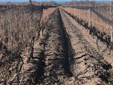 Finca 18 has con Viñedos en Venta en Valle de Uco