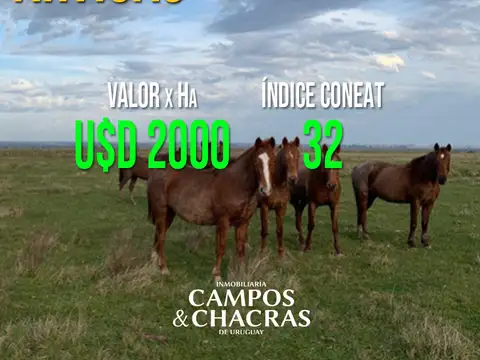 Venta de campo en establecimiento "El Verdún" en el departamento de Artigas, paraje Sepultura.