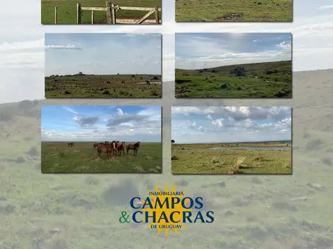 Venta de campo en establecimiento "El Verdún" en el departamento de Artigas, paraje Sepultura.