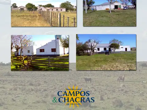 Campo en Venta Forestal