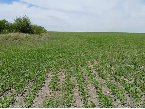 Campo agrícola en Sauce de Luna