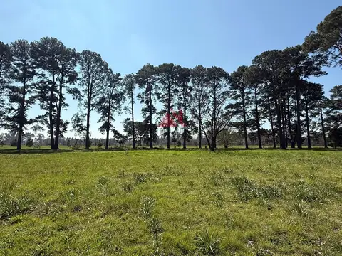 PINARES-RUTA192 100