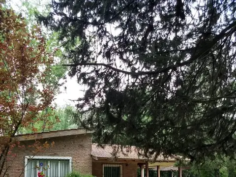 Jujuy y las Araucarias