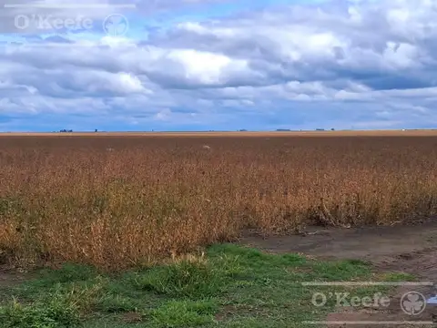 Campo en venta de 441 has Mixtas en General Villegas.