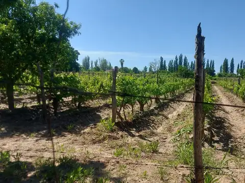 VENTA CASA (2) CON FINCA RIVADAVIA MENDOZA