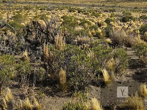 Campo productivo - precordillera Chubut -100% aguas naturales - 10.000 lanares esquila