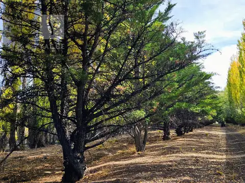 Campo productivo