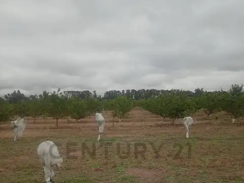 Campo y casa en venta, con plantacion de limones. Bella Vista, Corrientes.