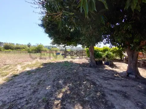 Campo y casa en venta, con plantacion de limones. Bella Vista, Corrientes.