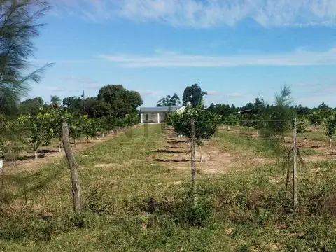 Campo y casa en venta, con plantacion de limones. Bella Vista, Corrientes.