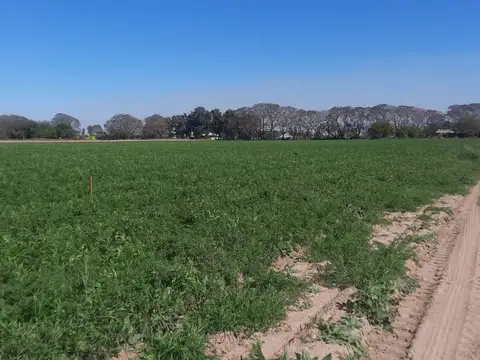VENDO 7 HECTAREAS AGRICOLAS CAMPO DEL MEDIO (PROXIMA A CAYASTA) S UTILIZA COMO QUINTA PARA ZANAHORIA