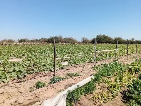 VENDO 7 HECTAREAS AGRICOLAS CAMPO DEL MEDIO (PROXIMA A CAYASTA) S UTILIZA COMO QUINTA PARA ZANAHORIA