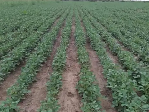 CAMPO AGRICOLA 76HAS EN LAS ARRIAS